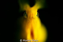A ghost morray out of the dark by Martin Klein 